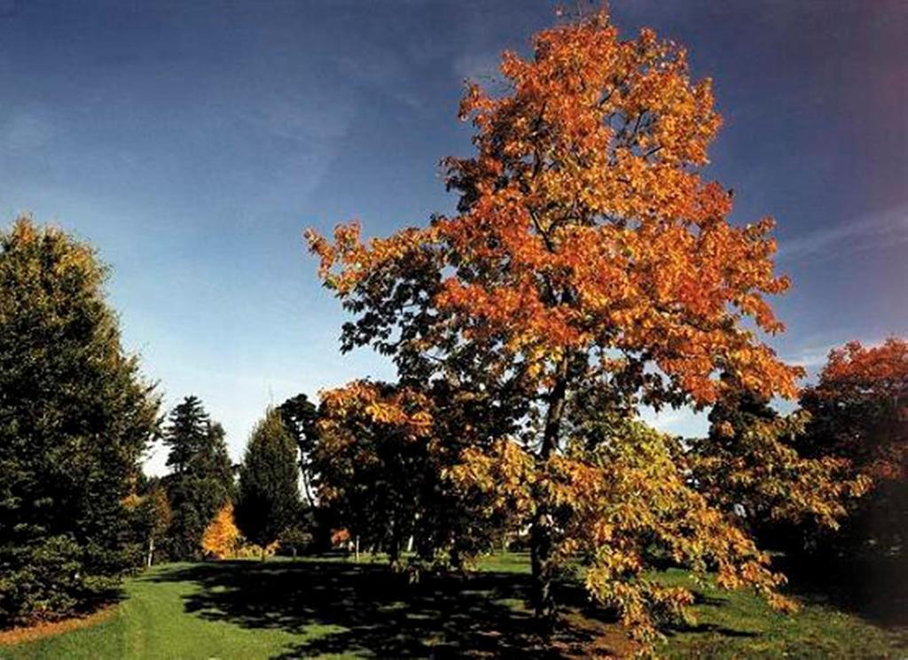 West Lodge Park Μπάρνετ Εξωτερικό φωτογραφία